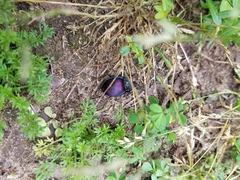 Scaphinotus elevatus