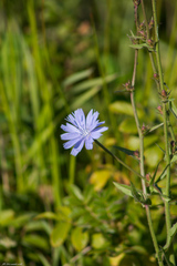Cichorium intybus