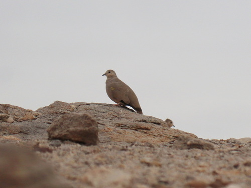 Golden-spotted Ground Dove (Metriopelia aymara), photo 4
