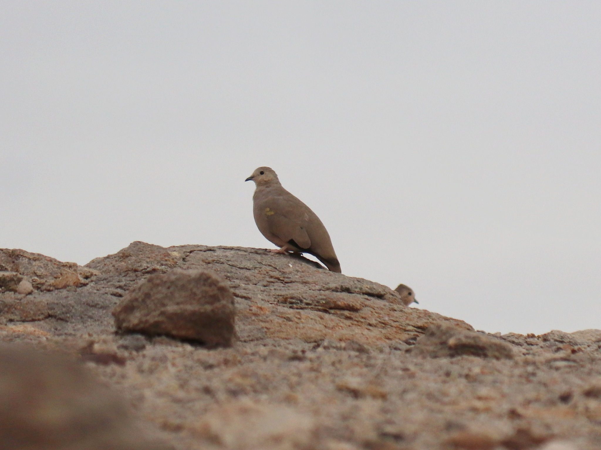 Golden-spotted Ground Dove (Metriopelia aymara), photo 4