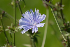 Cichorium intybus