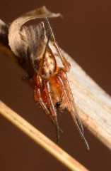 Araneus pratensis