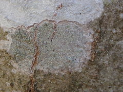 Buellia griseovirens