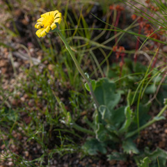 Othonna heterophylla