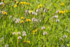 Scorzoneroides autumnalis