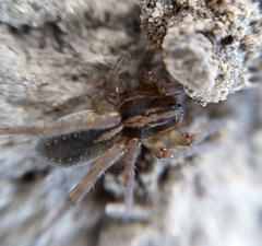 Trochosa terricola