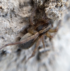Trochosa terricola
