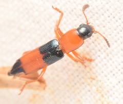 Languria trifasciata