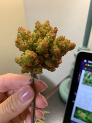 Angiospermae