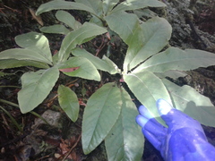 Brachyglottis hectorii