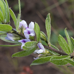 Psoralea obliqua