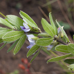 Psoralea obliqua