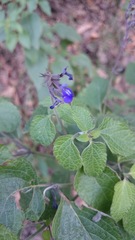 Salvia urolepis