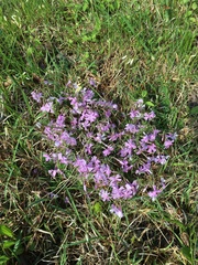 Phlox nivalis