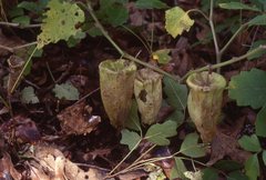 Physalis macrosperma