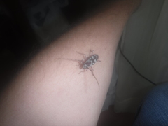 Elaphidion irroratum