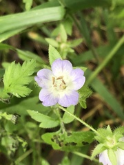 Nemophila phacelioides