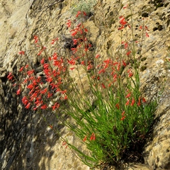 Penstemon