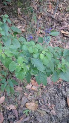 Salvia urolepis