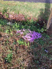 Phlox nivalis