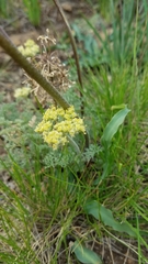 Lomatium dasycarpum