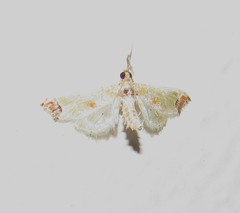 Neoleucinodes