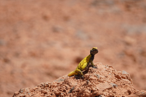 Moroccan Spiny-tailed Lizard