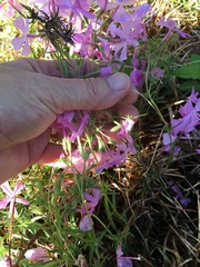 Phlox nivalis