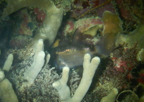 Nectamia savayensis observed 2026-05-16