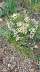 Lomatium dasycarpum