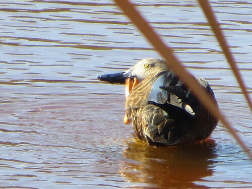 iNaturalist image