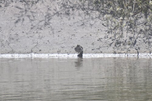 Spotted Sandpiper