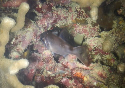 Nectamia savayensis observed 2026-05-16