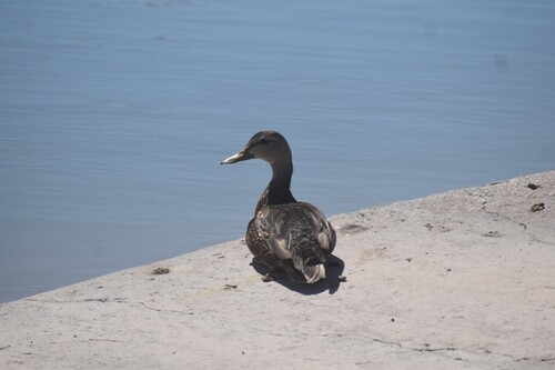 Mexican Duck