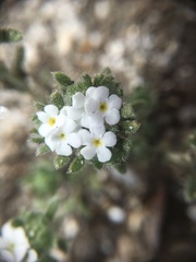 Eremocarya