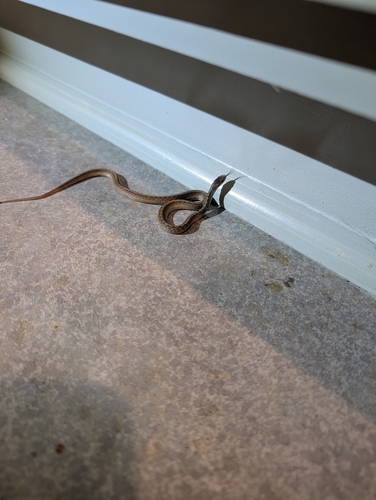 DeKay's Brownsnake