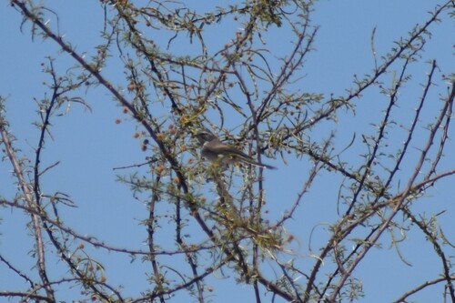Black-throated Sparrow
