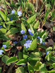 Omphalodes verna