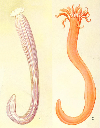 Synaptula recta