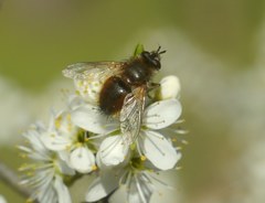 Tachina lurida