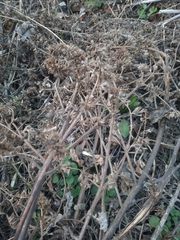 Ballota nigra