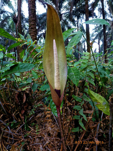 Anchomanes difformis, photograph 3