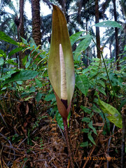 Anchomanes difformis, photograph (c) Philippe Hornus, some rights reserved (CC BY)