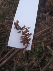 Ballota nigra