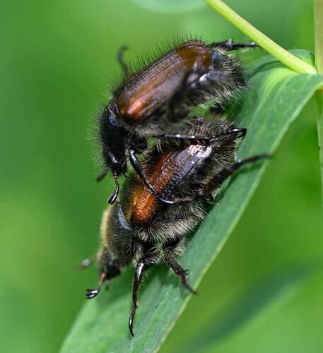 Garden Chafer, Havelte, Nederland, photo 9 of 10