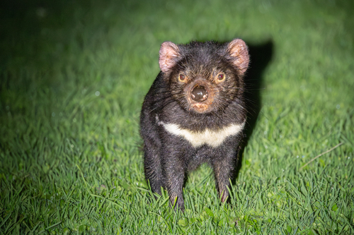 Tasmanian Devil (Sarcophilus harrisii)