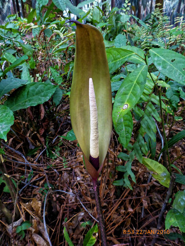 Anchomanes difformis, photograph 4
