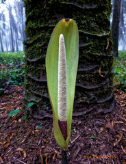Anchomanes difformis, photograph (c) Philippe Hornus, some rights reserved (CC BY)
