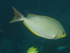 Siganus javus
