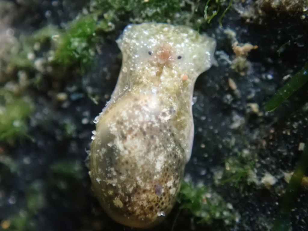 Haloa constricta